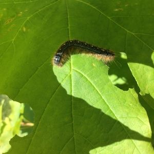 Meet your Posher, Marissa